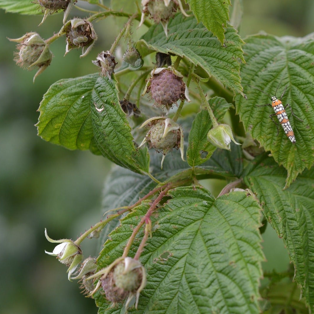 Himbeere - Harmonisierung